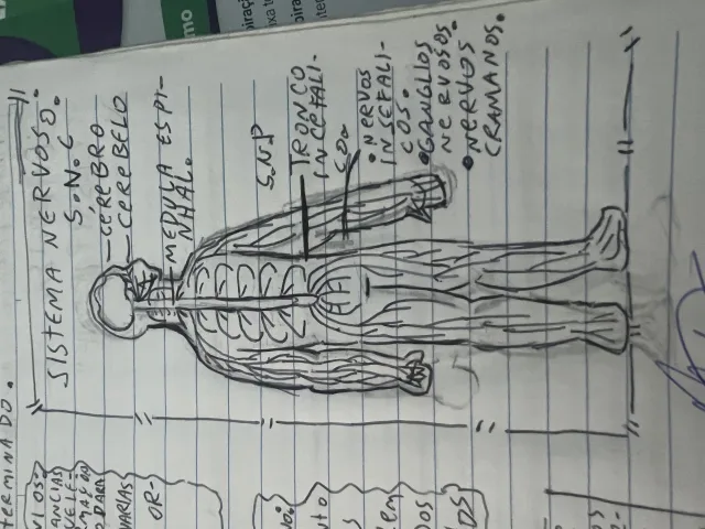 Desenhos da aula de ciências