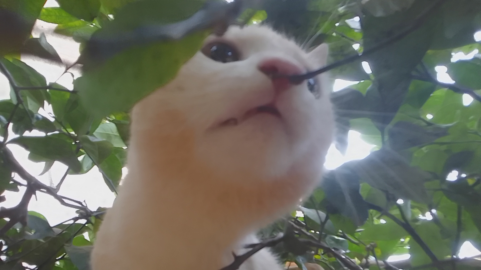 Nerd_artcat